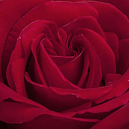 Rosa Ingrid Bergman™ - rosa de fragancia medio intensa - Árbol de Rosas Híbrido de Té - rosal de pie alto - rojo - L. Pernille Olesen,  Mogens Nyegaard Olesen- forma de corona de tallo recto - Rosal de árbol con forma de flor típico de las rosas de corte 